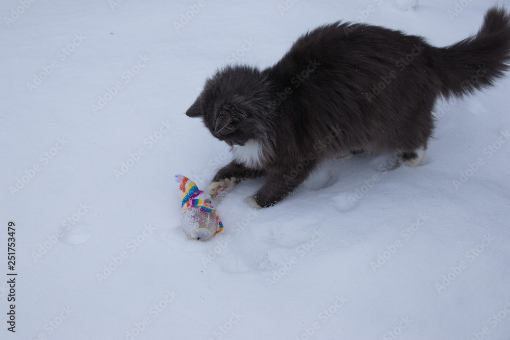 Cat palying with toy on snow