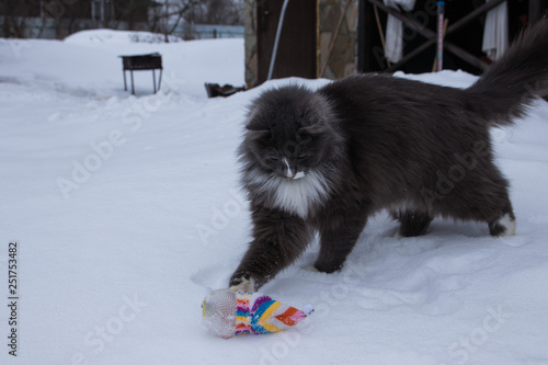 Cat palying with toy on snow © Irina