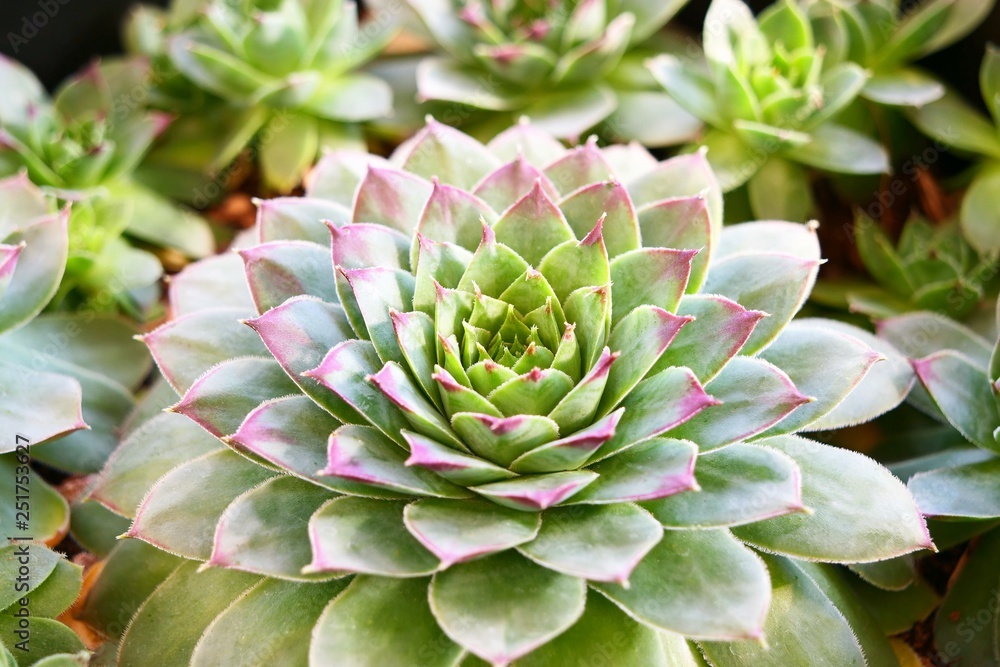 Succulent Red Tip Succulent Red Tip