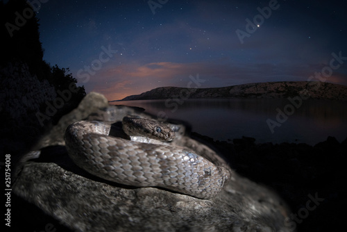 serpente gatto photo