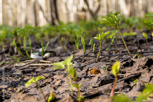 Morel spring mushroom grows from old foliage photo