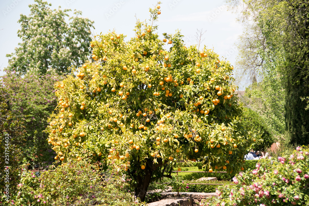 Orange Orange