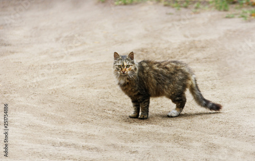 Brown fluffy cat standing on a sandy empty road.