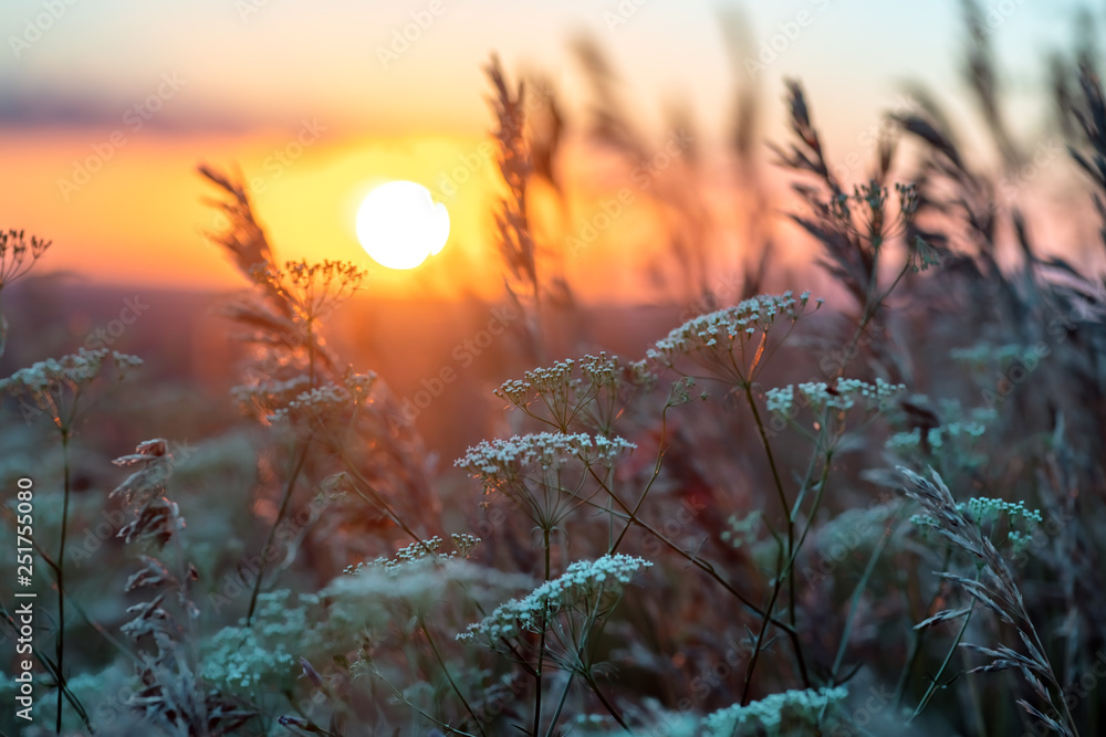 Wildflowers and grass during sunrise in summer