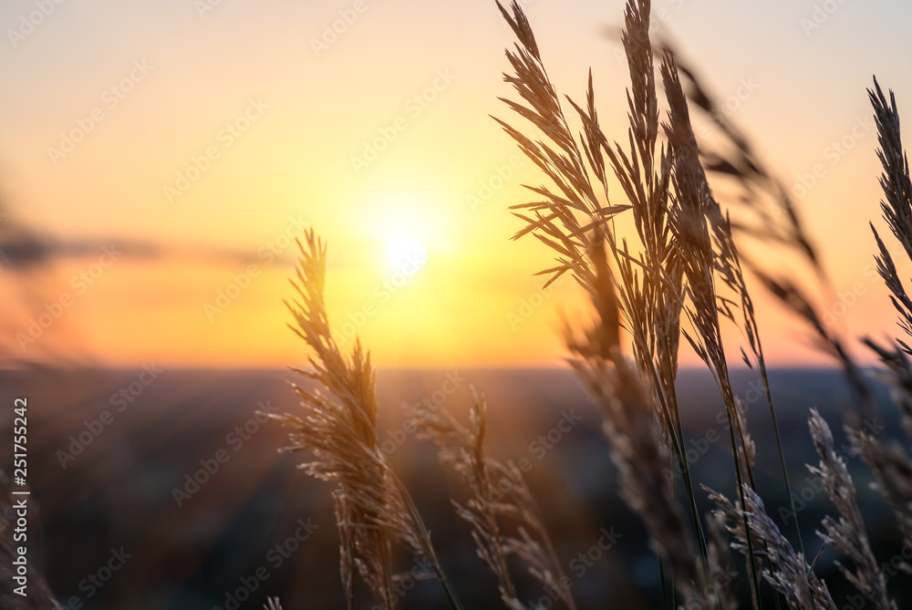 Dry large grass against the setting sun in the sky Dry large grass against the setting sun in the sky