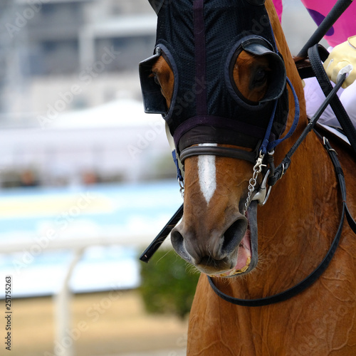 race horse in Japan