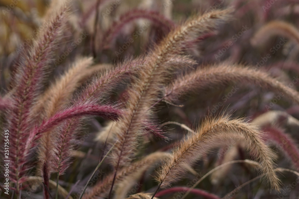 red cogon grass flower red cogon grass flower