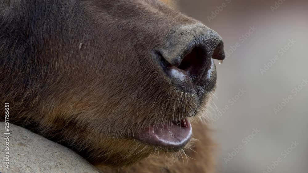 Kamchatka brown bear (Ursus arctos beringianus) wet nose Kamchatka brown bear (Ursus arctos beringianus) wet nose