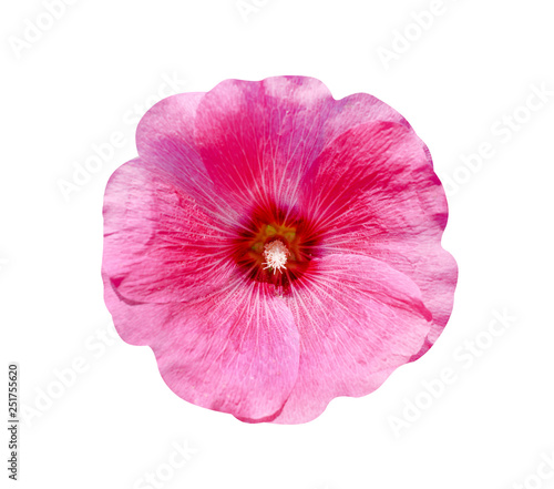 Top view colorful pink hollyhock flowers (Alcea rosea) nature patterns blooming isolated on white background with clipping path