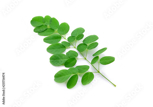 Moringa leaves isolated on white background