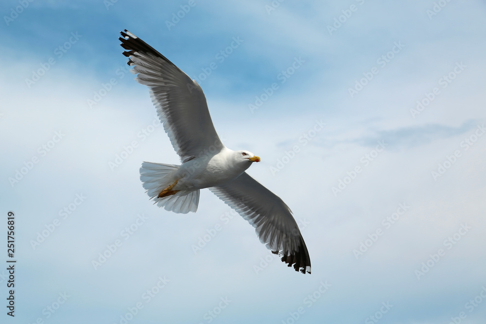 Seagull flying in the sky Seagull flying in the sky