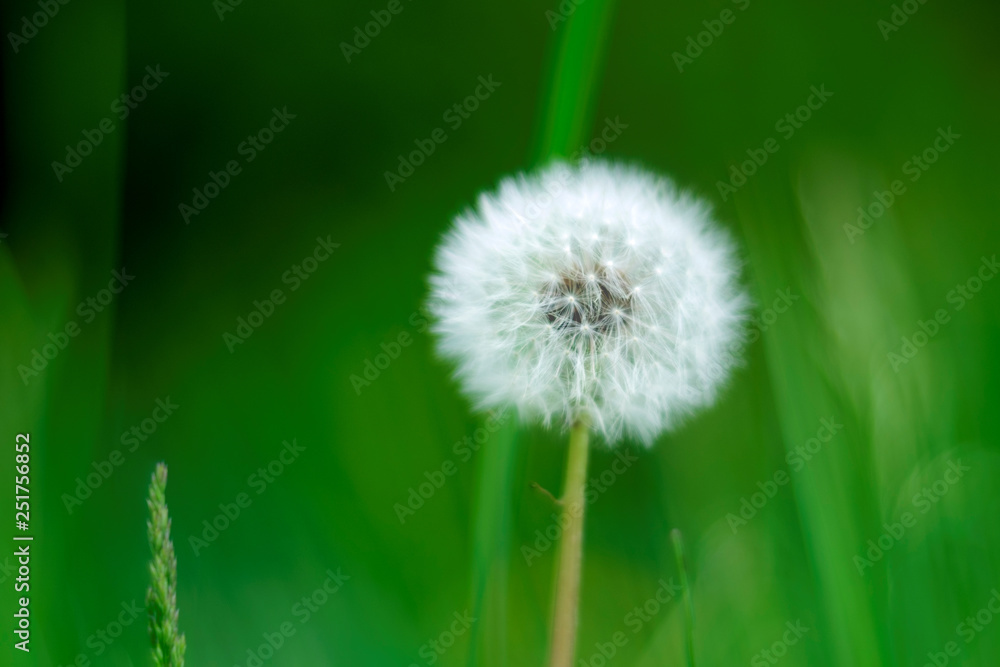 A beautiful soft dandelion puff in the green background A beautiful soft dandelion puff in the green background