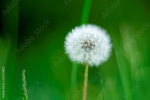 A beautiful soft dandelion puff in the green background