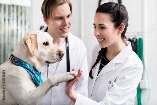 Dog giving handshake to a doctor