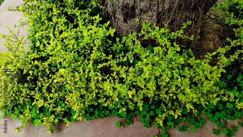 green ivy in the garden