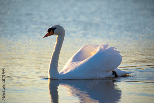 Mute swan swimming on a lake