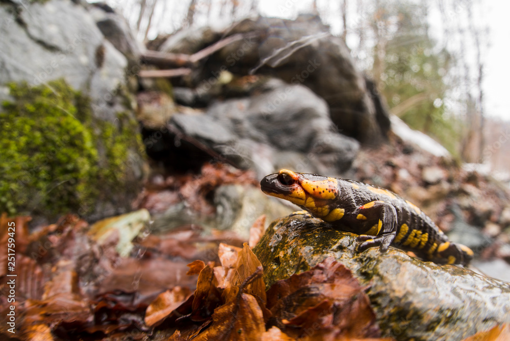 Naklejka premium salamandra pezzata