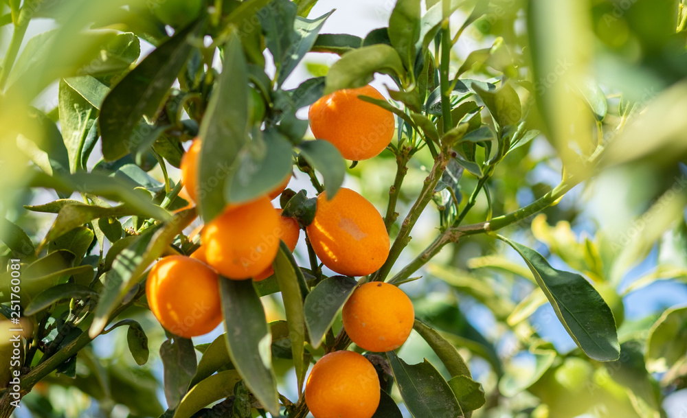 Orange Kumquats (small oranges) growing. Southern Israel