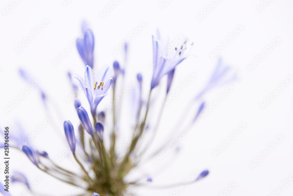 Naklejka premium African agapanthus