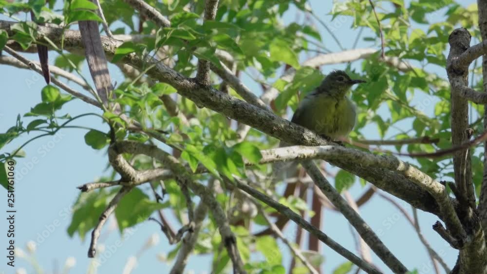 Close up of Juvenile sunbird,low angle view. Brown throated sunbird juvenile with fluffy yellow plumage perching on branch preening and scratching plumage on indian cork tree,4K video. Close up of Juvenile sunbird,low angle view. Brown throated sunbird juvenile with fluffy yellow plumage perching on branch preening and scratching plumage on indian cork tree,4K video.