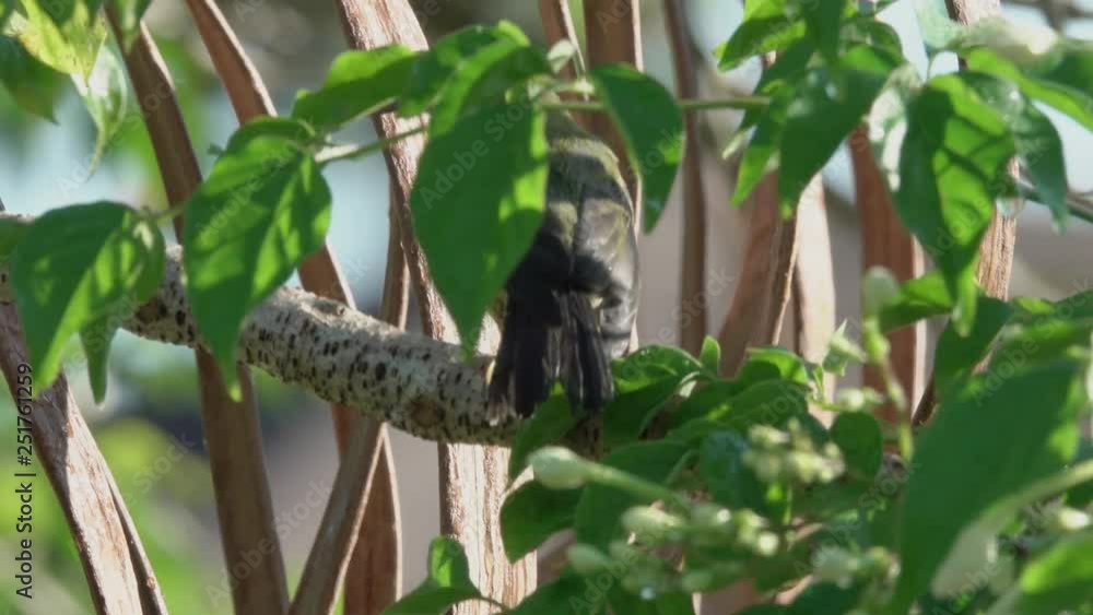 Close up of Juvenile sunbird jumping on branch in sunny day,rear view. Brown throated sunbird juvenile preening and shaking wet plumage on indian cork tree,4K video. Close up of Juvenile sunbird jumping on branch in sunny day,rear view. Brown throated sunbird juvenile preening and shaking wet plumage on indian cork tree,4K video.