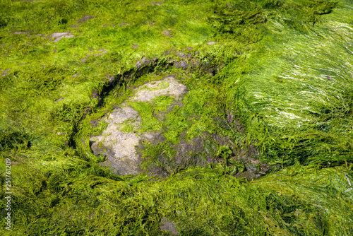 Fossilized dinosaur footprint photo