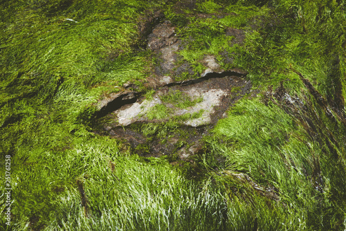 Fossilized dinosaur footprint at beach photo