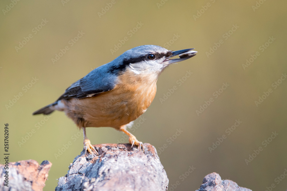 Naklejka premium picchio muratore