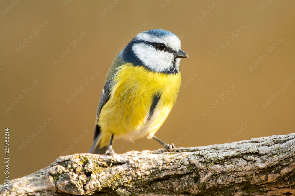 Fototapeta premium wielki cycek