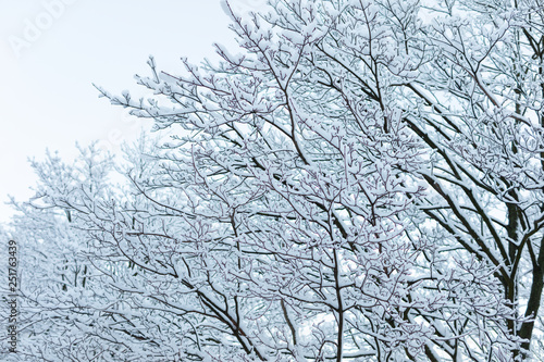Snowy trees in early winter morning. © Yevgen Belich