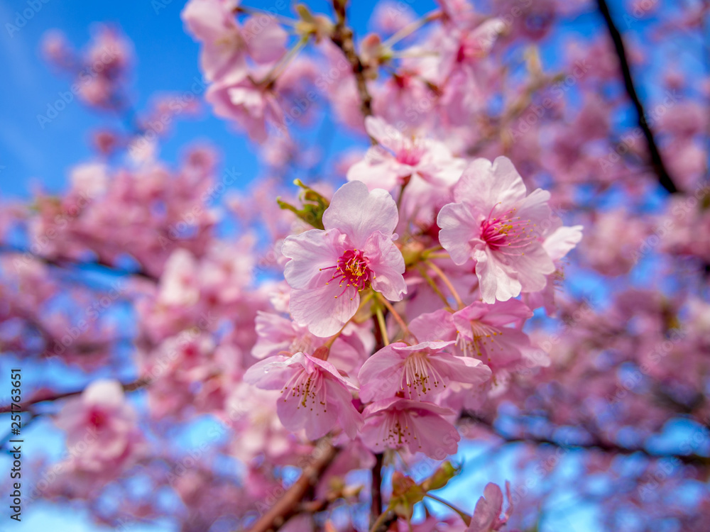 【静岡県伊豆の国市】満開の桜【城山桜】 【静岡県伊豆の国市】満開の桜【城山桜】