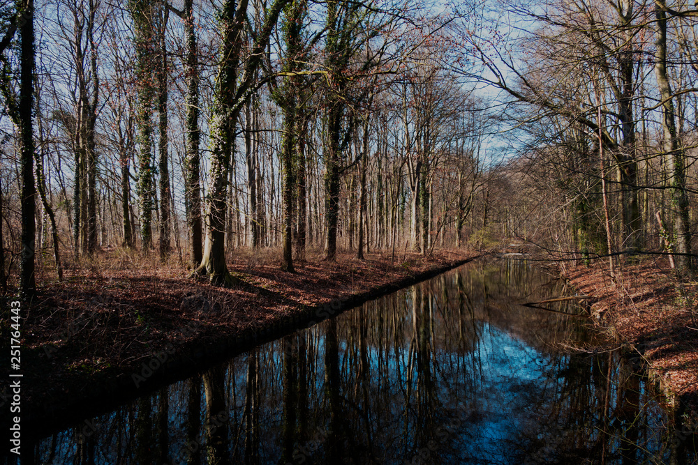 reflection of trees in water reflection of trees in water