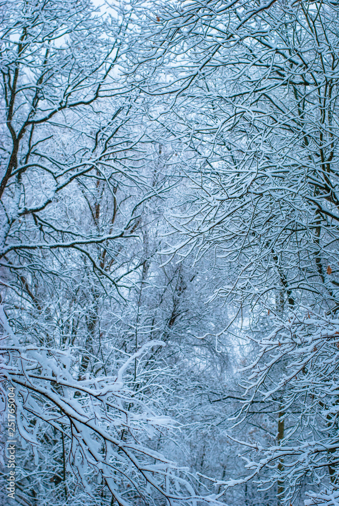 Winter landscape, snowy forest, park on a frosty day. Trees and branches are covered with snow and form a fancy pattern. Full-frame texture, background, blue hour. Winter landscape, snowy forest, park on a frosty day. Trees and branches are covered with snow and form a fancy pattern. Full-frame texture, background, blue hour.