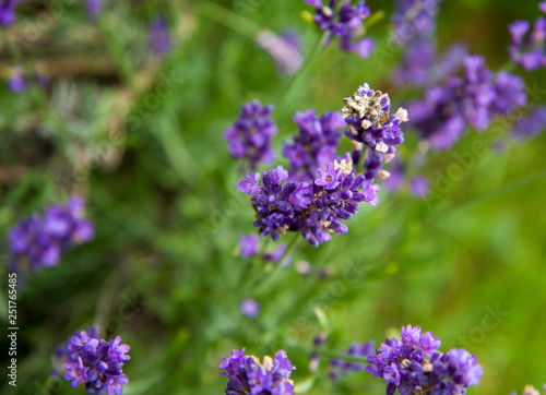 close-up  purple flowers and lavender branches in summer