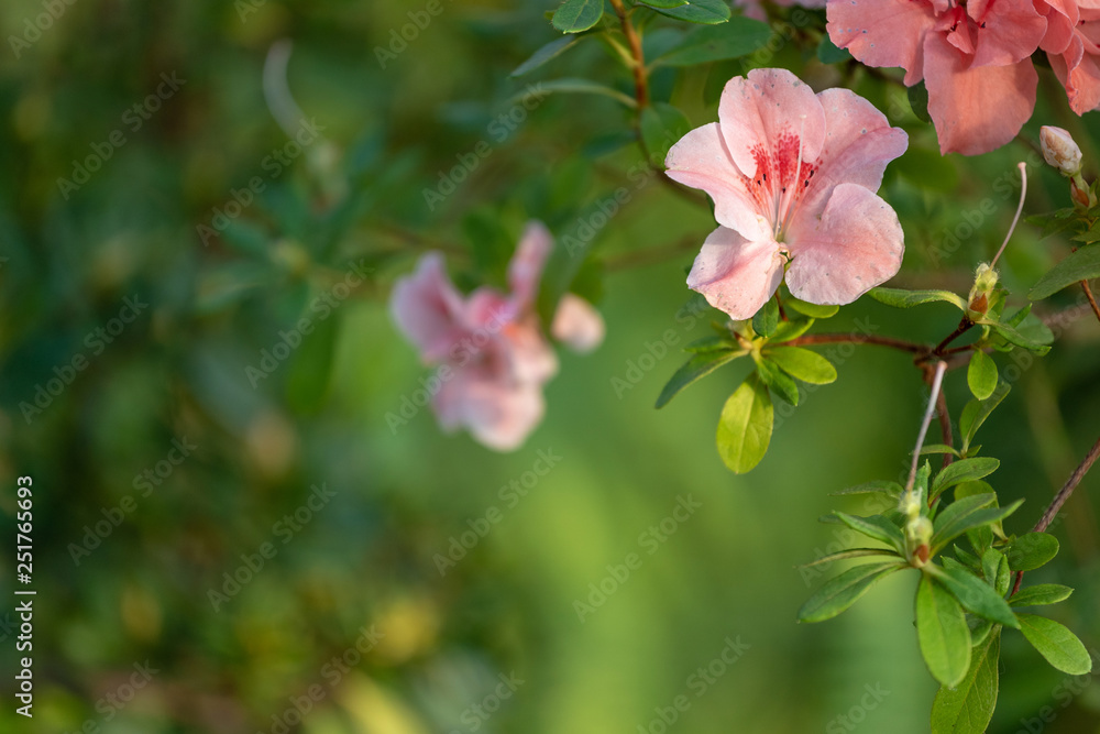 Photo of blooming flowers in light orangery Photo of blooming flowers in light orangery