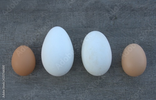 oeufs de poule et d'oie ,isolé photo