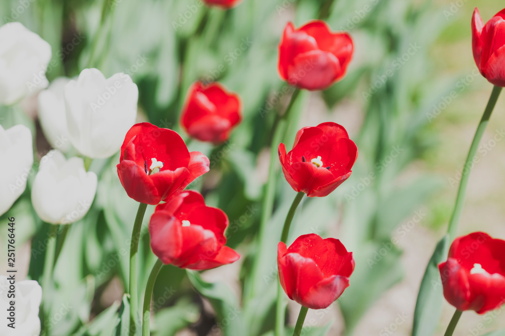 Fototapeta premium Amazing colorful tulips field. Nature and flowers concept. Close up. Background.