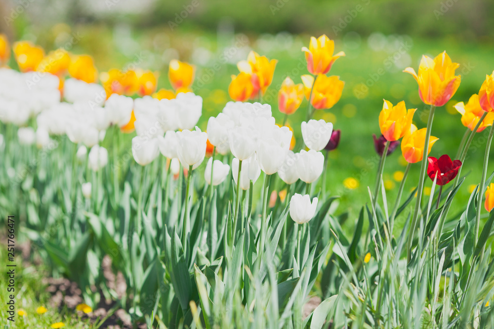 Amazing colorful tulips field. Nature and flowers concept. Close up. Background. Amazing colorful tulips field. Nature and flowers concept. Close up. Background.