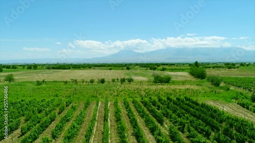 Wallpaper Mural Aerial video in an amazing vineyards landscape with drone, above vineyards in a beautiful day . Grapes In The Vineyard . Aerial view of green vineyard . Wine industry .  Torontodigital.ca