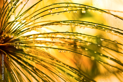 rain drops on rainforest plant background yellow green