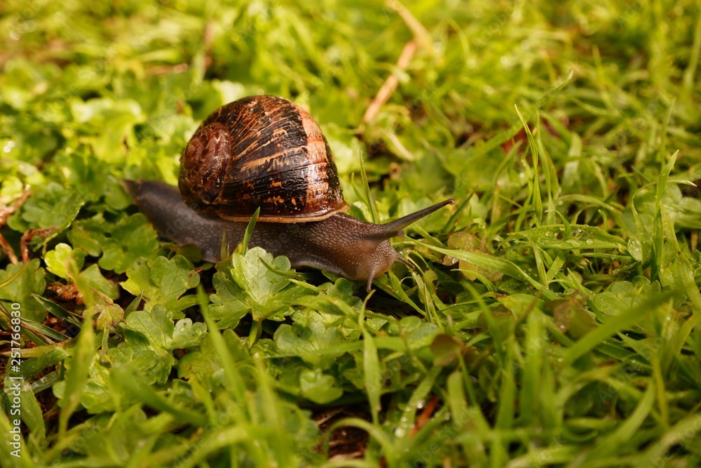 Snail on grass after rain. This snail has a beautiful shell. Snail on grass after rain. This snail has a beautiful shell.