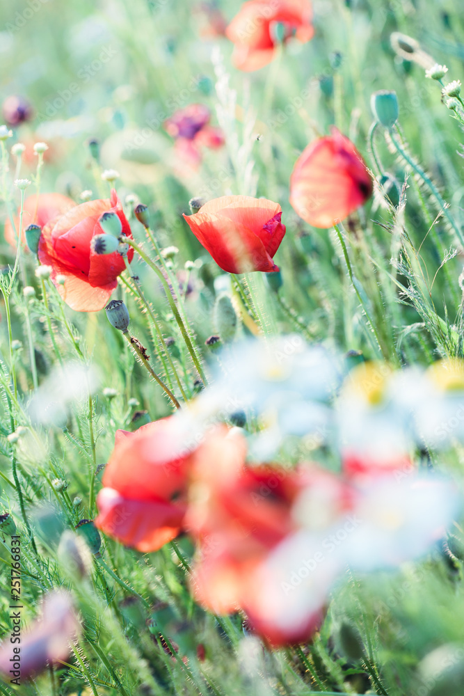 Naklejka premium Poppies flowers and other plants in the field