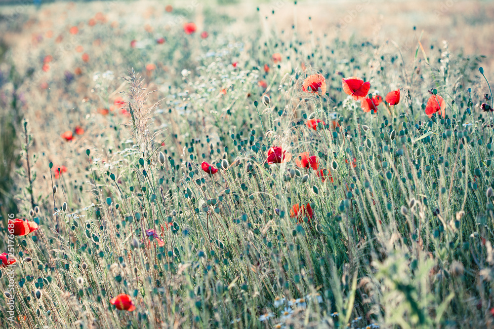 Fototapeta premium Poppies flowers and other plants in the field