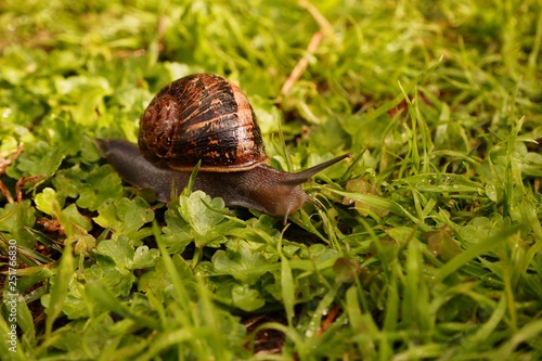 Snail on grass after rain. This snail has a beautiful shell.