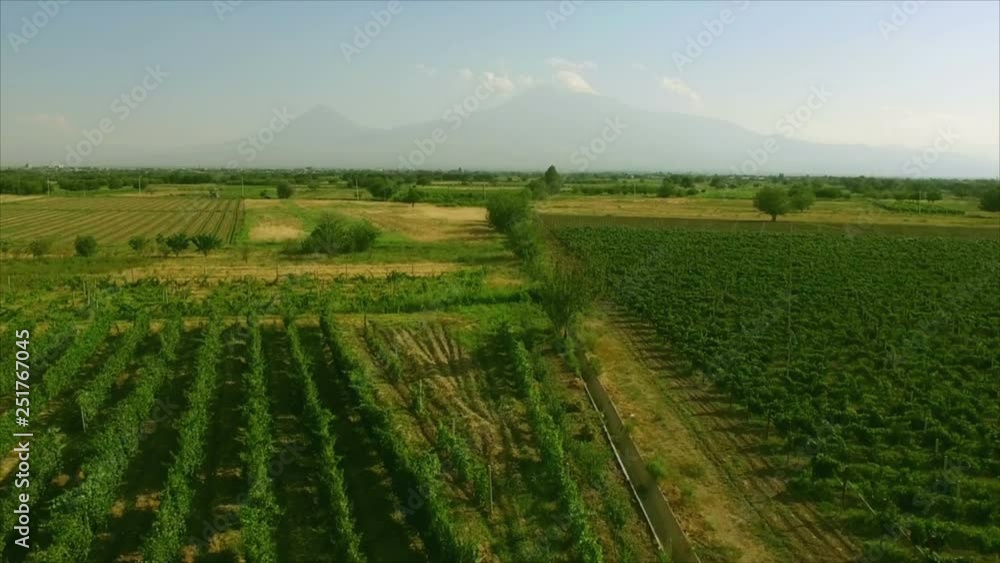 Aerial video in an amazing vineyards landscape with drone, above vineyards in a beautiful day . Grapes In The Vineyard . Aerial view of green vineyard . Wine industry . Aerial video in an amazing vineyards landscape with drone, above vineyards in a beautiful day . Grapes In The Vineyard . Aerial view of green vineyard . Wine industry .