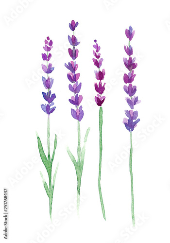 Fototapeta Naklejka Na Ścianę i Meble -  Hand drawn watercolor lavender flowers
