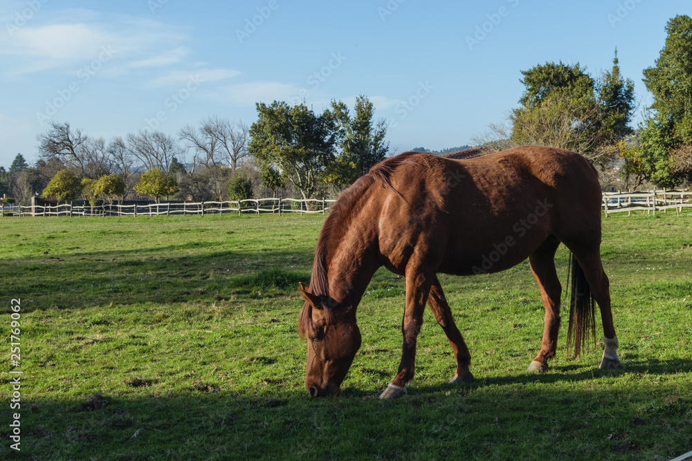 chestnut horse eating grass in a meadow in a farm chestnut horse eating grass in a meadow in a farm