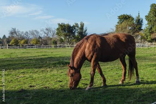 chestnut horse eating grass in a meadow in a farm 