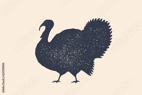 Turkey, bird. Concept design of farm animals