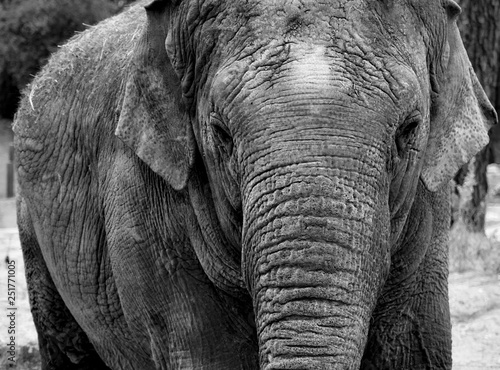 Elephant black and white 